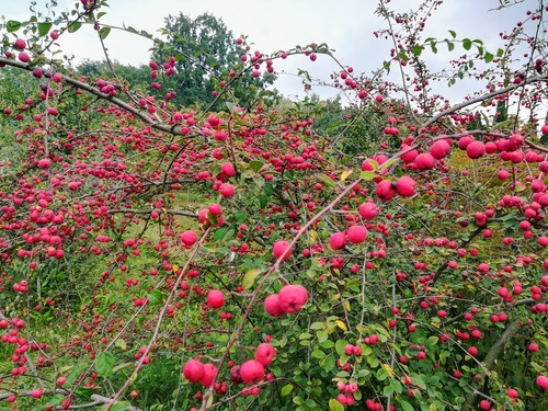 rajska jabłoń (malus xpurpurea)